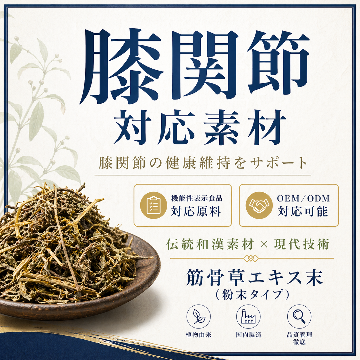 筋骨草エキス末 — 膝関節対応素材
